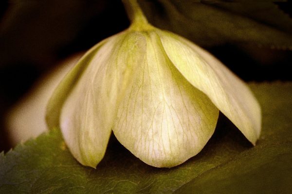 yellow hellebore by Dan Cleary of Cleary Creative Photography in Dayton Ohio