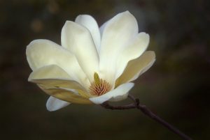white magnolia blossom by Dan Cleary of Cleary Creative Photography in Dayton Ohio