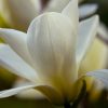 white magnolia blossom by Dan Cleary of Cleary Creative Photography in Dayton Ohio