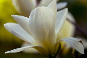 white magnolia blossom by Dan Cleary of Cleary Creative Photography in Dayton Ohio