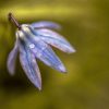 closeup of bluebell by Dan Cleary of Cleary Creative Photography in Dayton Ohio