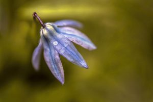 closeup of bluebell by Dan Cleary of Cleary Creative Photography in Dayton Ohio