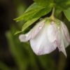 closeup of white hellebore by Dan Cleary of Cleary Creative Photography in Dayton Ohio