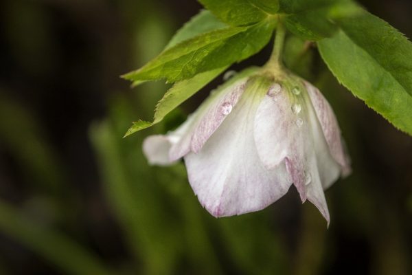 closeup of white hellebore by Dan Cleary of Cleary Creative Photography in Dayton Ohio