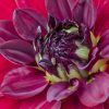 red dahlia by Dan Cleary of Cleary Creative Photography in Dayton Ohio