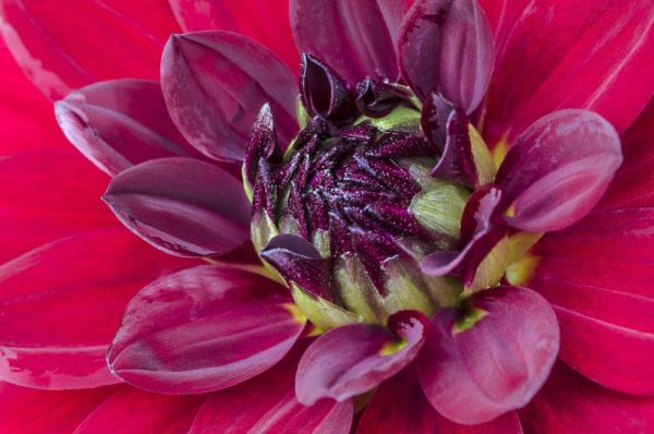 red dahlia by Dan Cleary of Cleary Creative Photography in Dayton Ohio