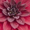 red dahlia by Dan Cleary of Cleary Creative Photography in Dayton Ohio