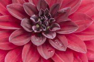 red dahlia by Dan Cleary of Cleary Creative Photography in Dayton Ohio