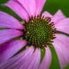 closeup of pink flower by Dan Cleary of Cleary Creative Photography in Dayton Ohio