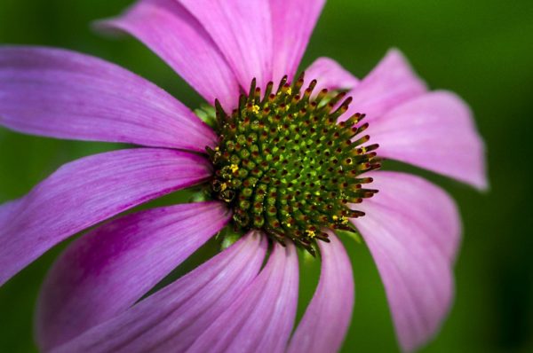 closeup of pink flower by Dan Cleary of Cleary Creative Photography in Dayton Ohio