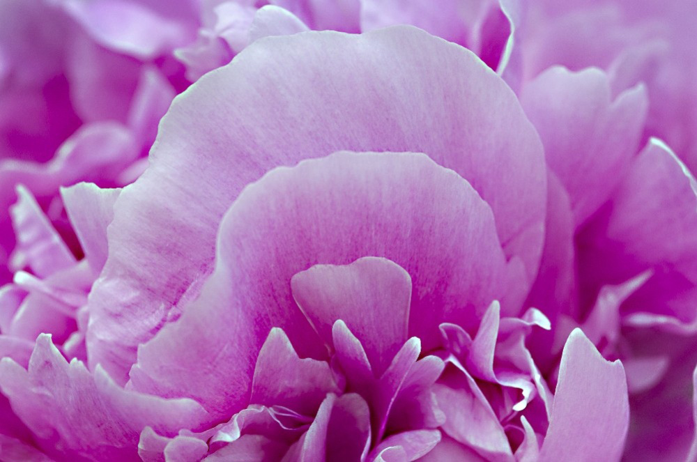 Closeup Pink Peonies 10 Cleary Fine Art Photography