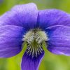 closeup of purple flower by Dan Cleary of Cleary Creative Photography in Dayton Ohio