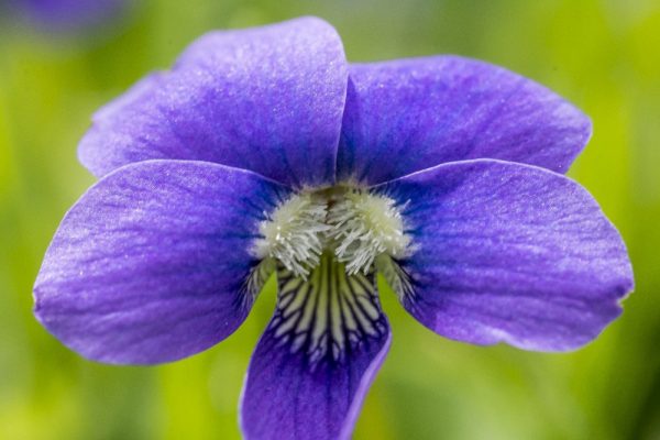 closeup of purple flower by Dan Cleary of Cleary Creative Photography in Dayton Ohio