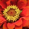 orange-yellow flower by Dan Cleary of Cleary Creative Photography in Dayton Ohio
