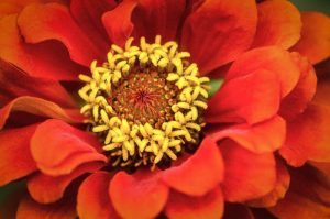 orange-yellow flower by Dan Cleary of Cleary Creative Photography in Dayton Ohio