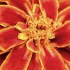 yellow-orange flower by Dan Cleary of Cleary Creative Photography in Dayton Ohio