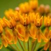 yellow and rcloseup of small orange flowers by Dan Cleary of Cleary Creative Photography in Dayton Ohio