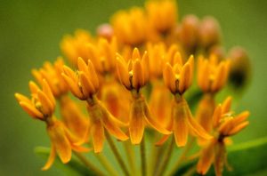 yellow and rcloseup of small orange flowers by Dan Cleary of Cleary Creative Photography in Dayton Ohio