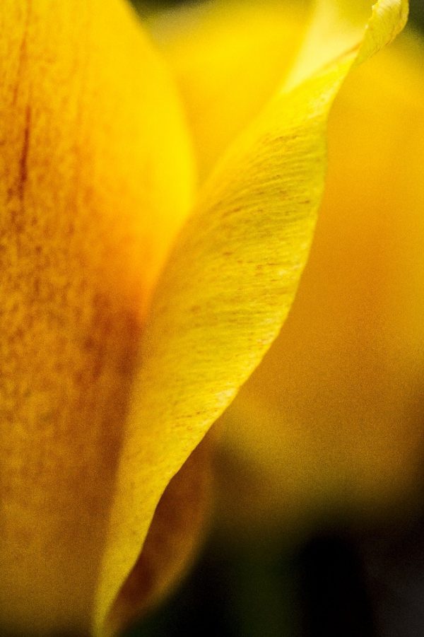 yellow and red tulip by Dan Cleary of Cleary Creative Photography in Dayton Ohio