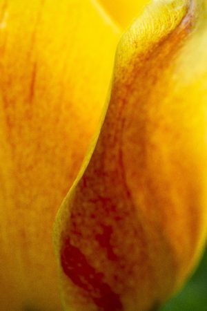 yellow and red tulip by Dan Cleary of Cleary Creative Photography in Dayton Ohio