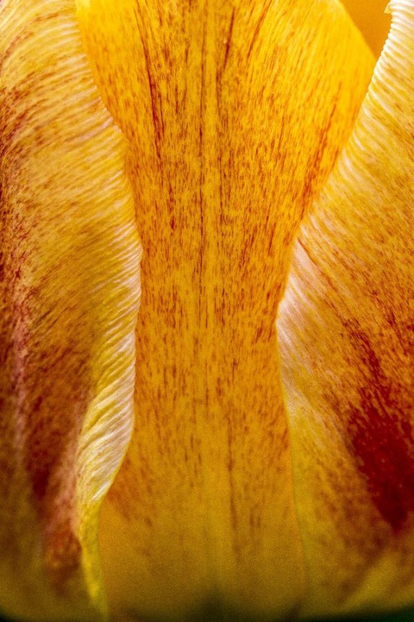 yellow and red tulip by Dan Cleary of Cleary Creative Photography in Dayton Ohio