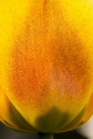 yellow and red tulip by Dan Cleary of Cleary Creative Photography in Dayton Ohio