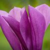 pink magnolia blossom by Dan Cleary of Cleary Creative Photography in Dayton Ohio