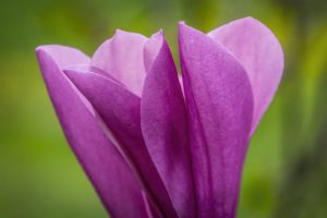 pink magnolia blossom by Dan Cleary of Cleary Creative Photography in Dayton Ohio