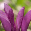 pink magnolia blossom by Dan Cleary of Cleary Creative Photography in Dayton Ohio