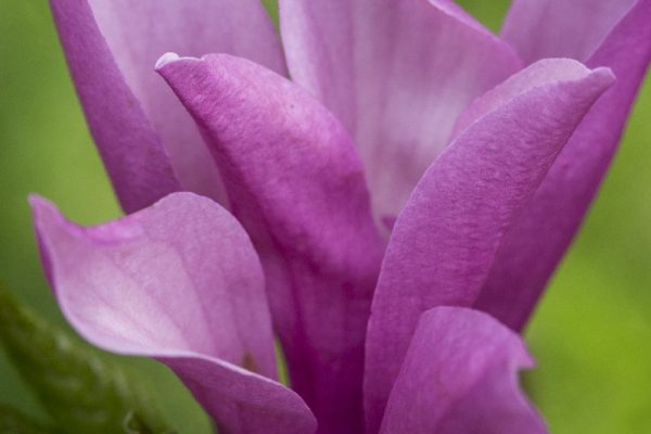 pink magnolia blossom by Dan Cleary of Cleary Creative Photography in Dayton Ohio