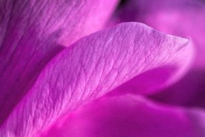 pink magnolia blossom by Dan Cleary of Cleary Creative Photography in Dayton Ohio