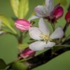 spring flowering tree by Dan Cleary of Cleary Creative Photography in Dayton Ohio