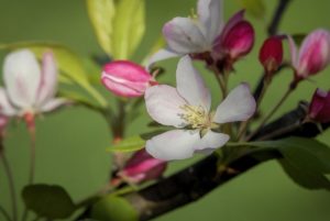 spring flowering tree by Dan Cleary of Cleary Creative Photography in Dayton Ohio