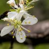 spring flowering tree by Dan Cleary of Cleary Creative Photography in Dayton Ohio