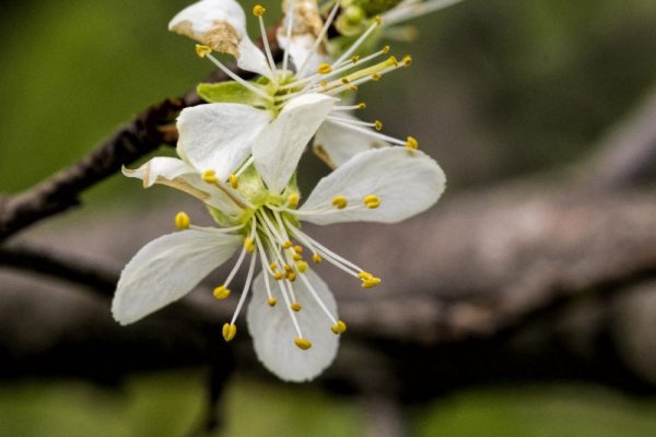 spring flowering tree by Dan Cleary of Cleary Creative Photography in Dayton Ohio