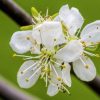 spring flowering tree by Dan Cleary of Cleary Creative Photography in Dayton Ohio