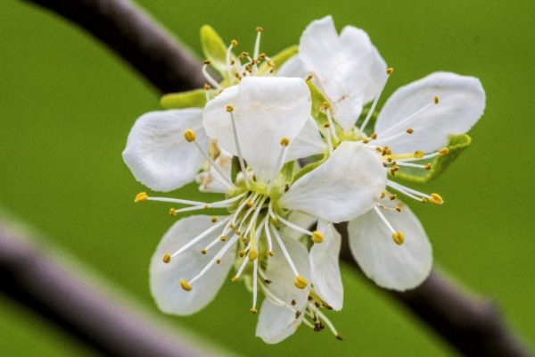 spring flowering tree by Dan Cleary of Cleary Creative Photography in Dayton Ohio