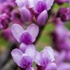 spring flowering tree by Dan Cleary of Cleary Creative Photography in Dayton Ohio