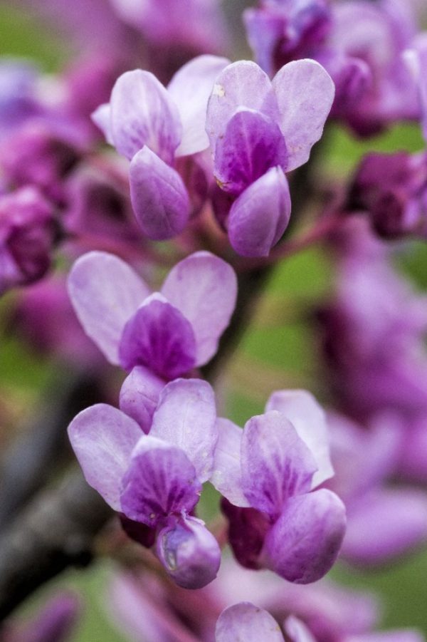 spring flowering tree by Dan Cleary of Cleary Creative Photography in Dayton Ohio