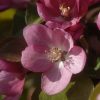 spring flowering tree by Dan Cleary of Cleary Creative Photography in Dayton Ohio