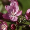 spring flowering tree by Dan Cleary of Cleary Creative Photography in Dayton Ohio