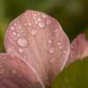 pink hellebore by Dan Cleary of Cleary Creative Photography in Dayton Ohio