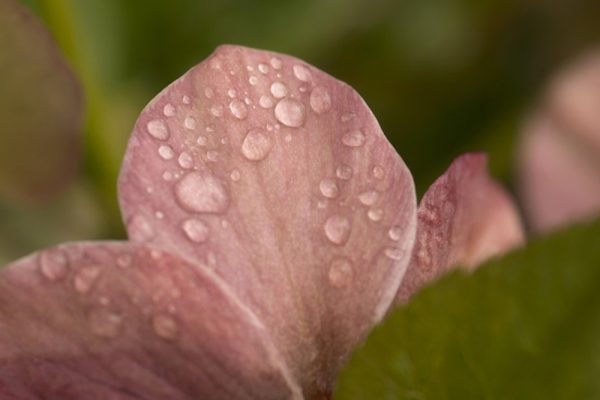 pink hellebore by Dan Cleary of Cleary Creative Photography in Dayton Ohio