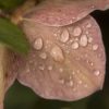 pink hellebore by Dan Cleary of Cleary Creative Photography in Dayton Ohio