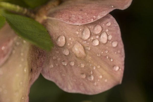 pink hellebore by Dan Cleary of Cleary Creative Photography in Dayton Ohio