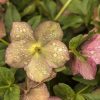 pink hellebore by Dan Cleary of Cleary Creative Photography in Dayton Ohio
