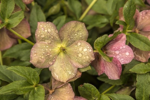 pink hellebore by Dan Cleary of Cleary Creative Photography in Dayton Ohio