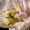 closeup detail of pink flower by Dan Cleary of Cleary Creative Photography in Dayton Ohio