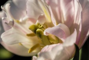 closeup detail of pink flower by Dan Cleary of Cleary Creative Photography in Dayton Ohio