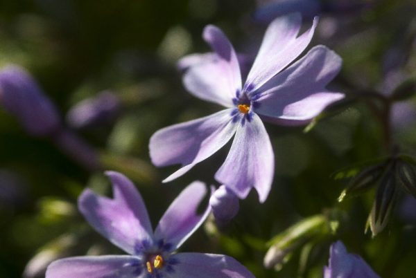 purple flower by Dan Cleary of Cleary Creative Photography in Dayton Ohio